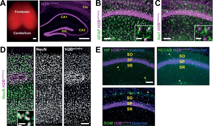 Figure 1—figure supplement 1.