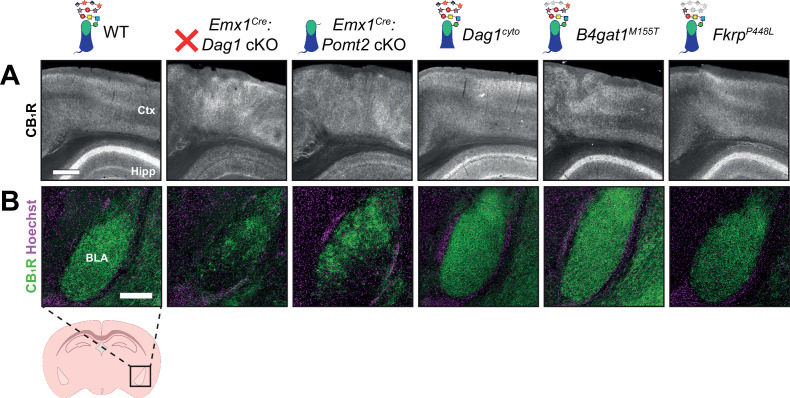 Figure 3—figure supplement 4.