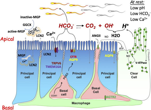 FIGURE 2