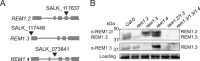 Figure 4—figure supplement 1.