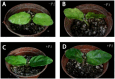 Figure 4