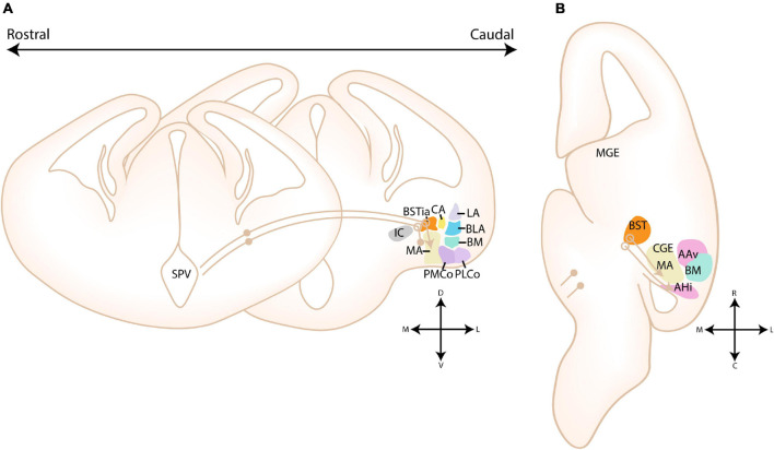 FIGURE 11