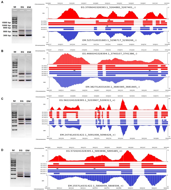 FIGURE 3