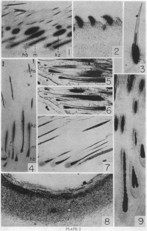 graphic file with name pnas00716-0069-a.jpg