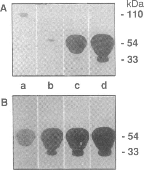 graphic file with name pnas01043-0023-a.jpg