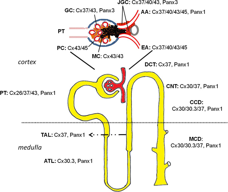 Fig. 1