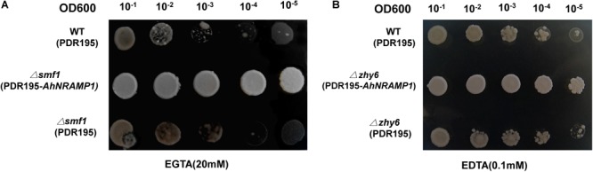 FIGURE 2