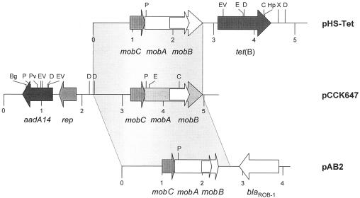 FIG. 1.