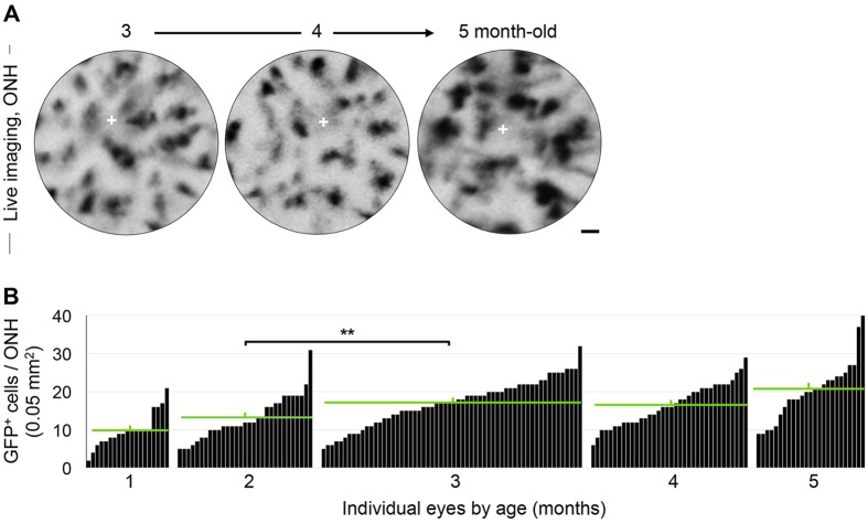 Fig. 3.