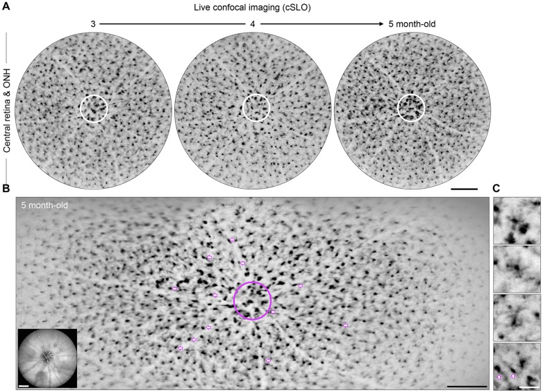 Fig. 1.