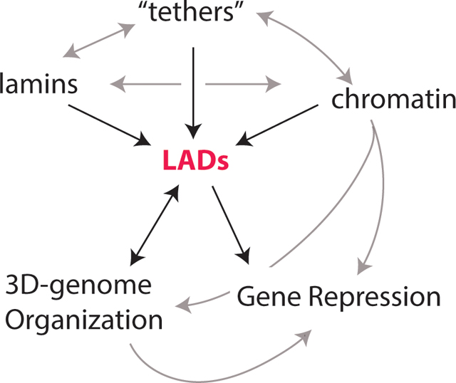 graphic file with name nihms-1942613-f0003.jpg