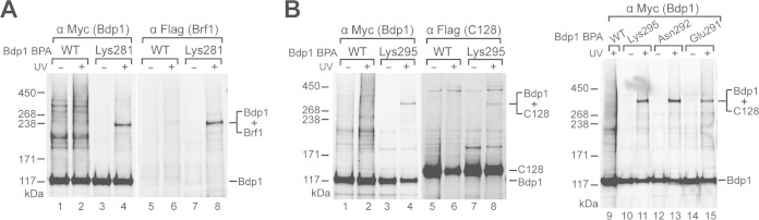 FIG 2