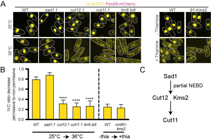 FIGURE 2: