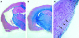 <b>FIG. 1.</b>