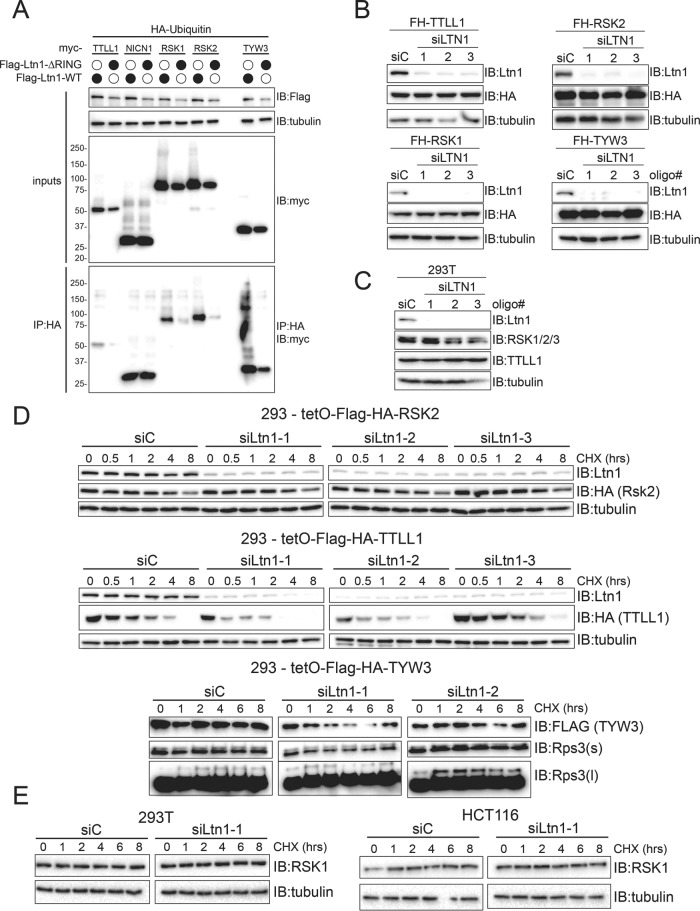 FIGURE 5: