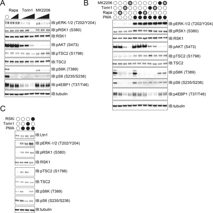 FIGURE 6: