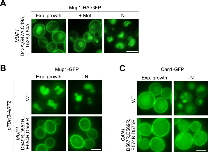 Figure 6—figure supplement 1.