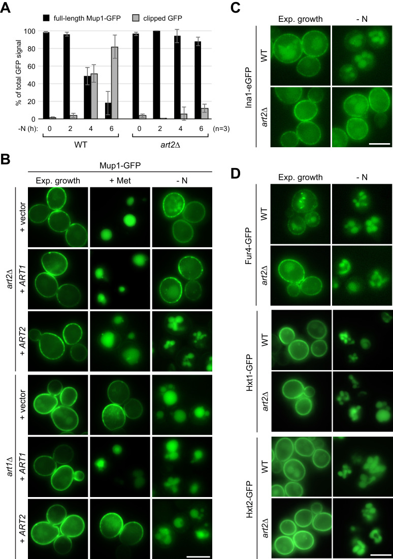 Figure 3—figure supplement 1.