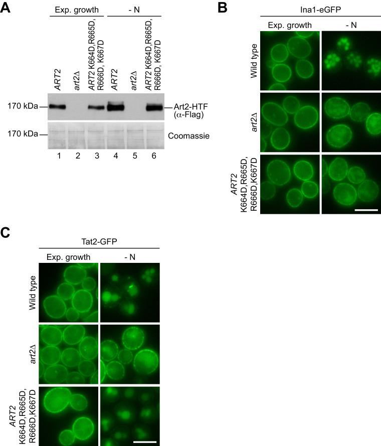 Figure 7—figure supplement 1.