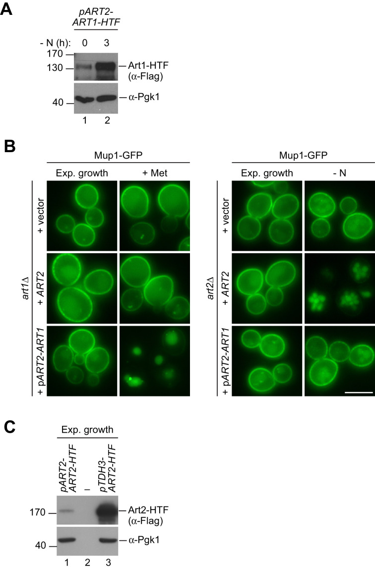 Figure 4—figure supplement 2.