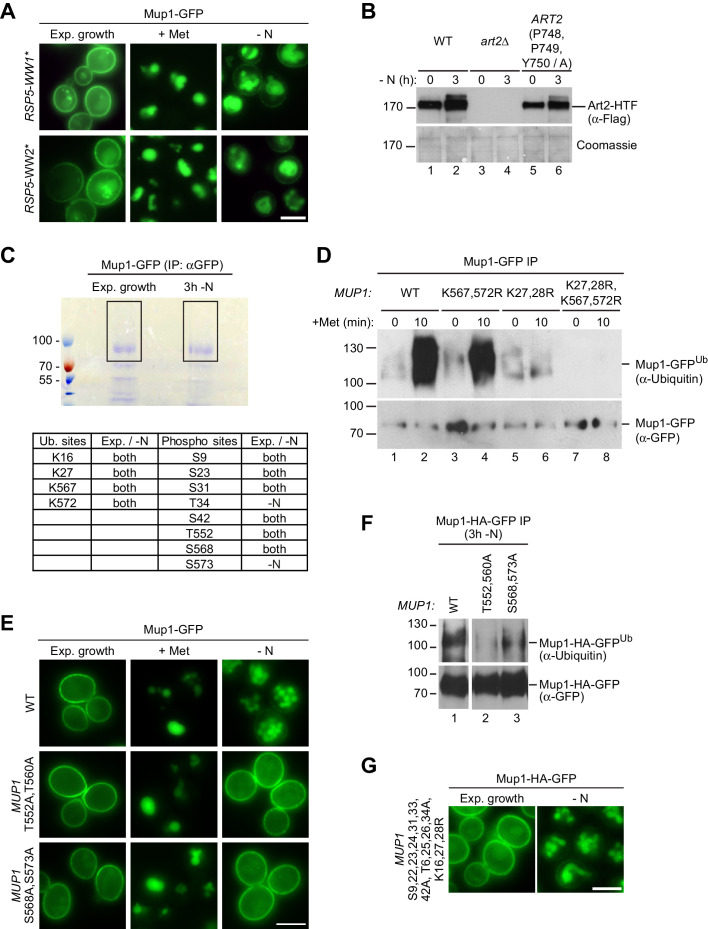 Figure 5—figure supplement 1.