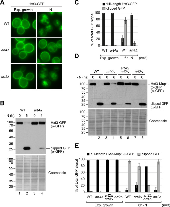 Figure 6—figure supplement 2.