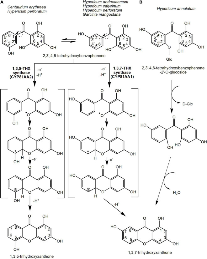 FIGURE 3