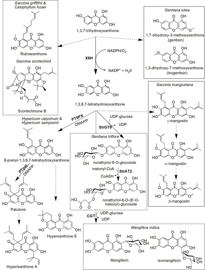 FIGURE 5