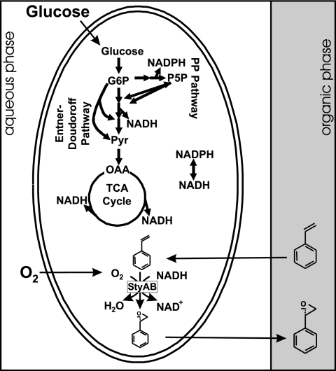 FIG. 1.