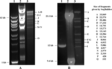 FIG. 2.