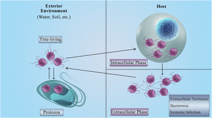 FIGURE 4