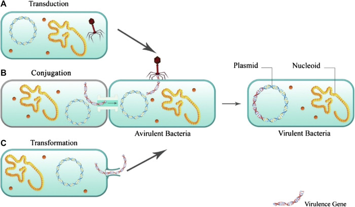 FIGURE 2