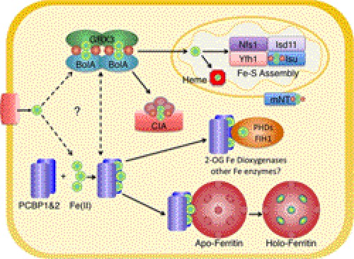 FIGURE 1.