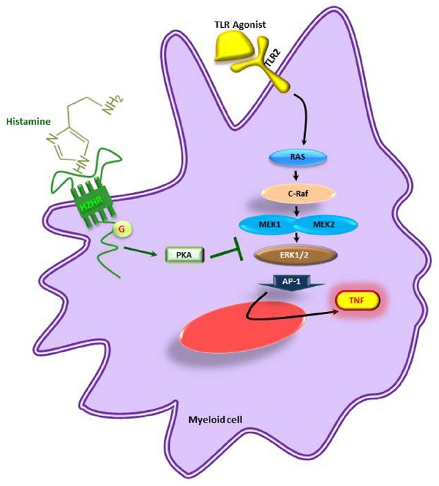 FIGURE 3