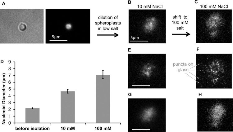 FIG 1