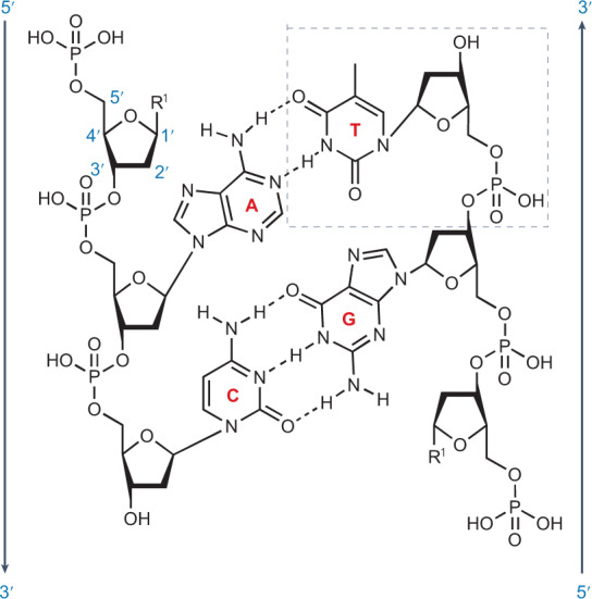 Box 1 Chemical structure of DNA