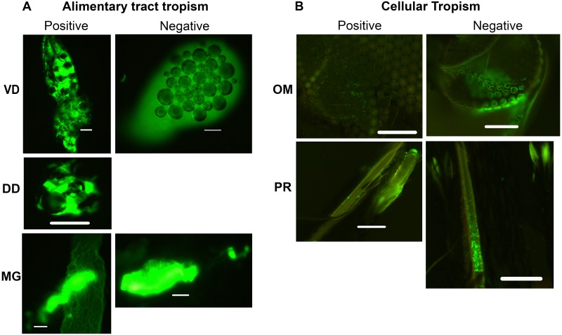 Fig 10