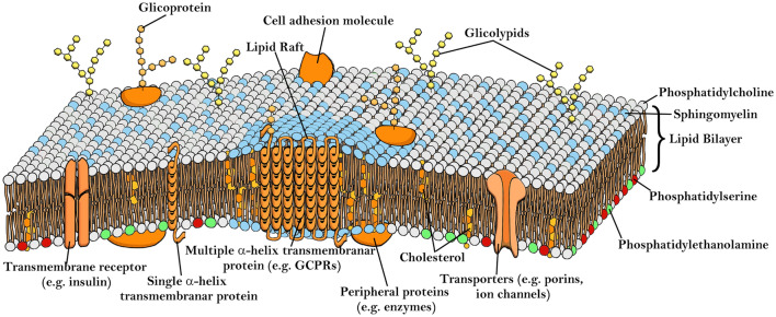 Fig. 1