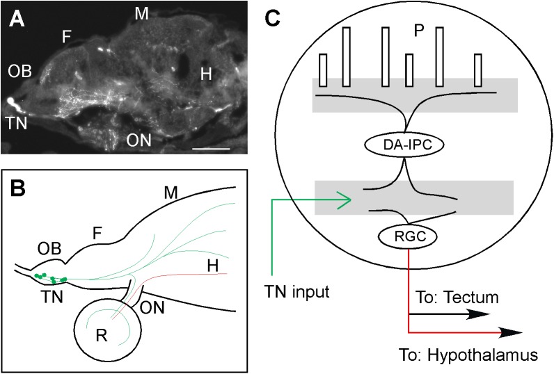 Fig 4