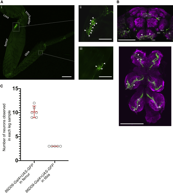 Figure 3