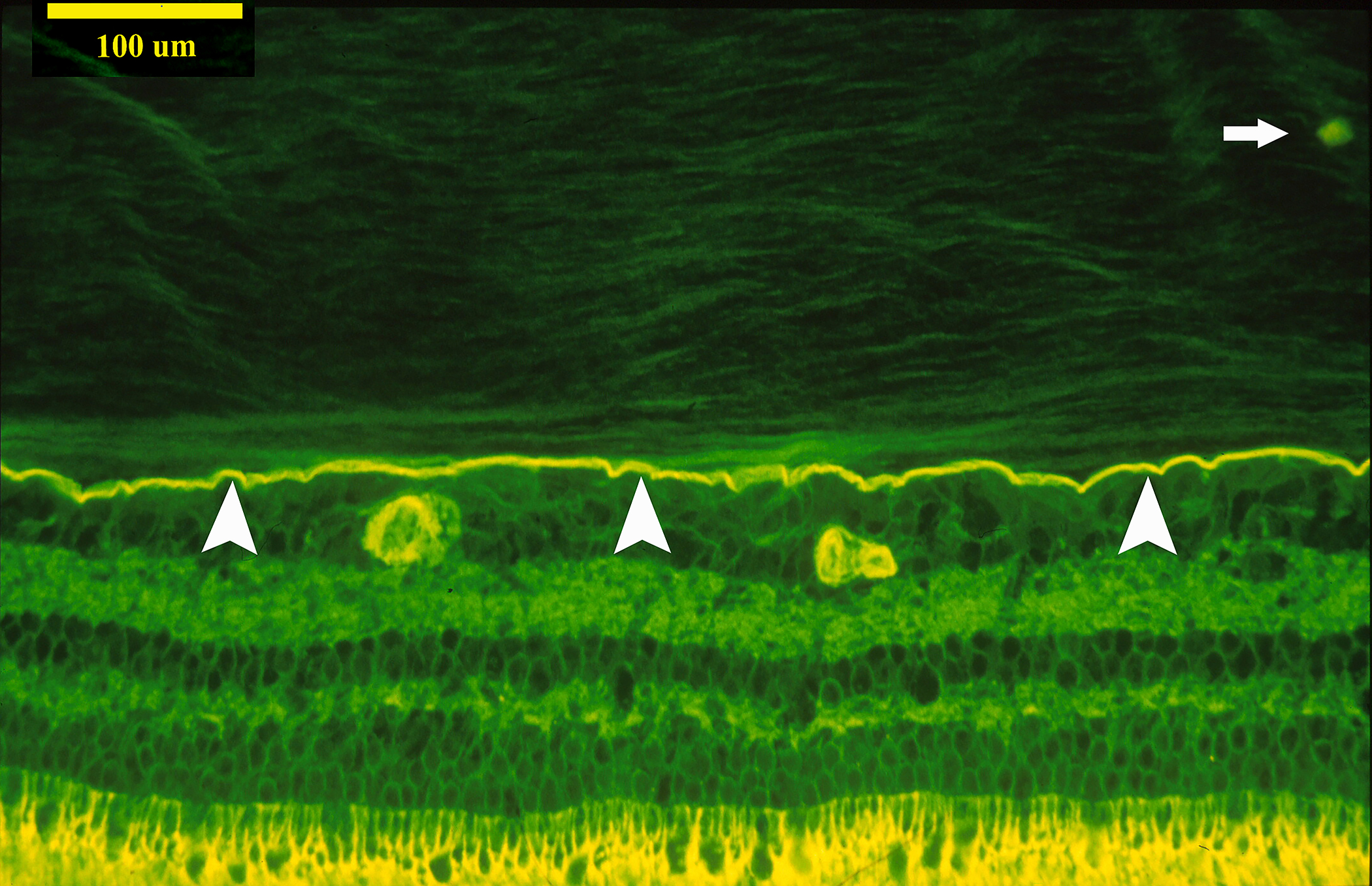 Figure 2: