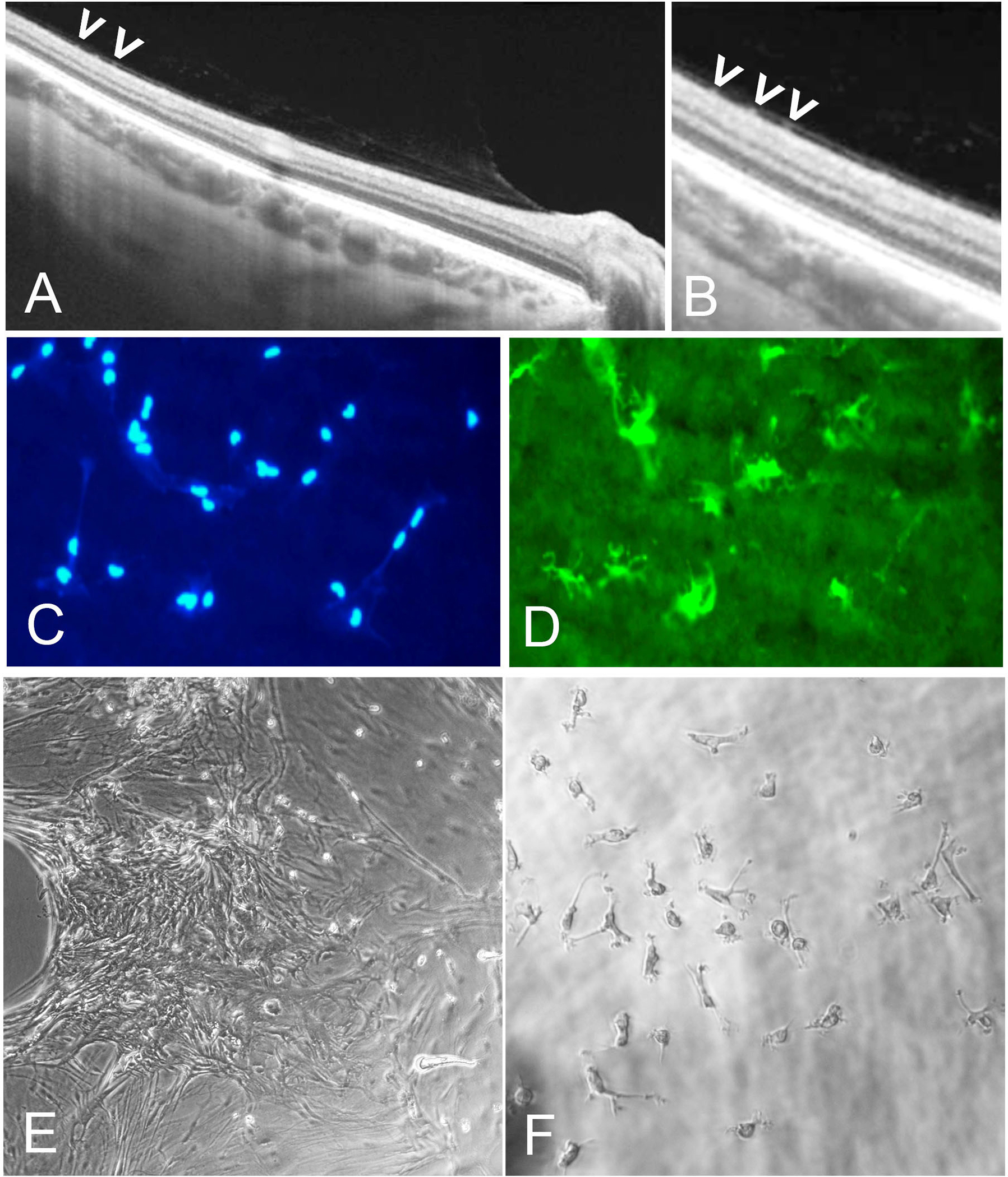 Figure 12: