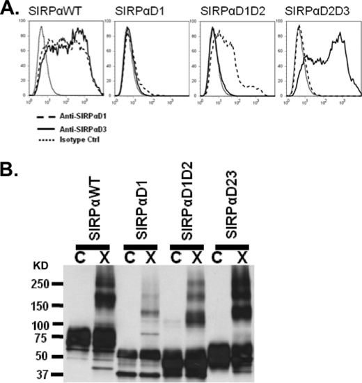 FIGURE 4.