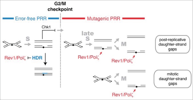 Figure 6.