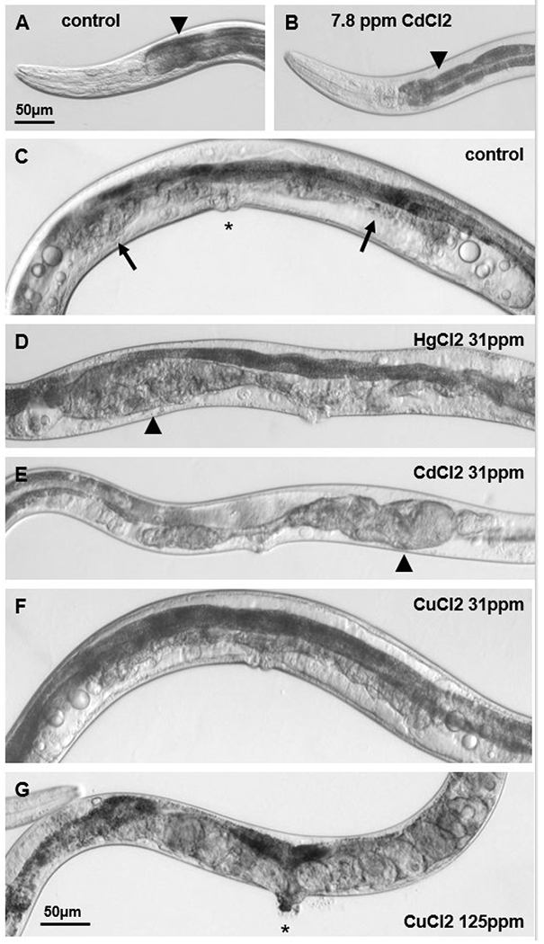 Figure 6: