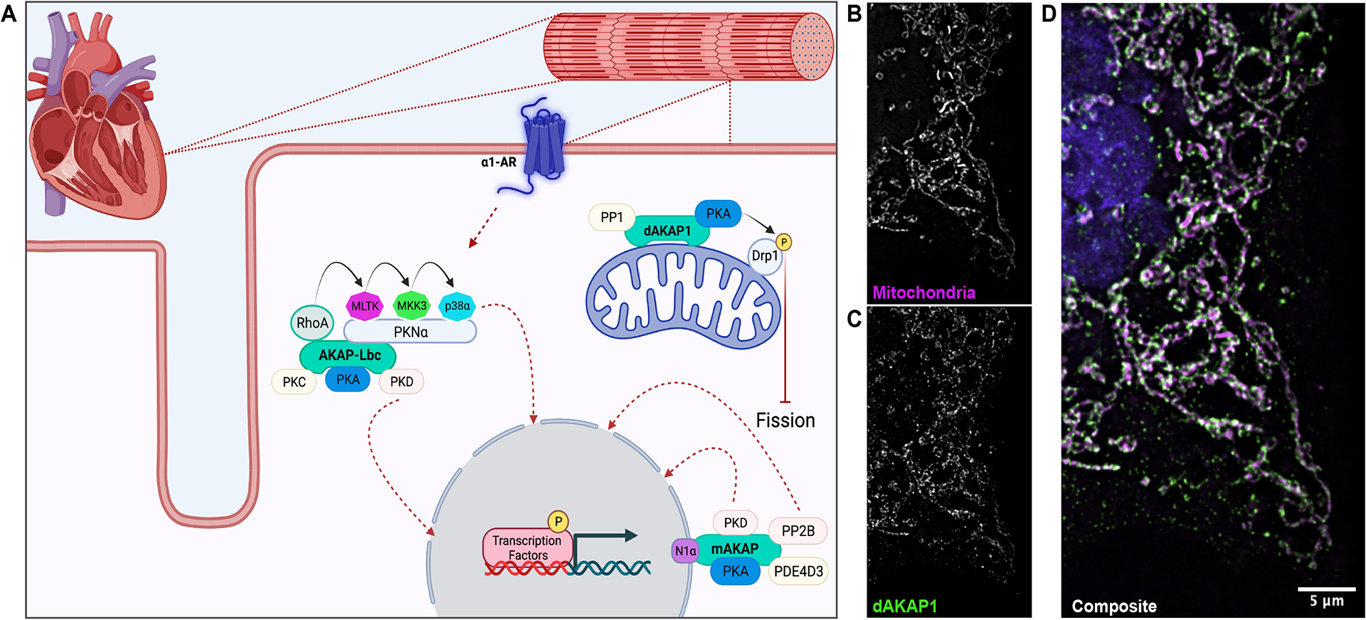 Figure 4: