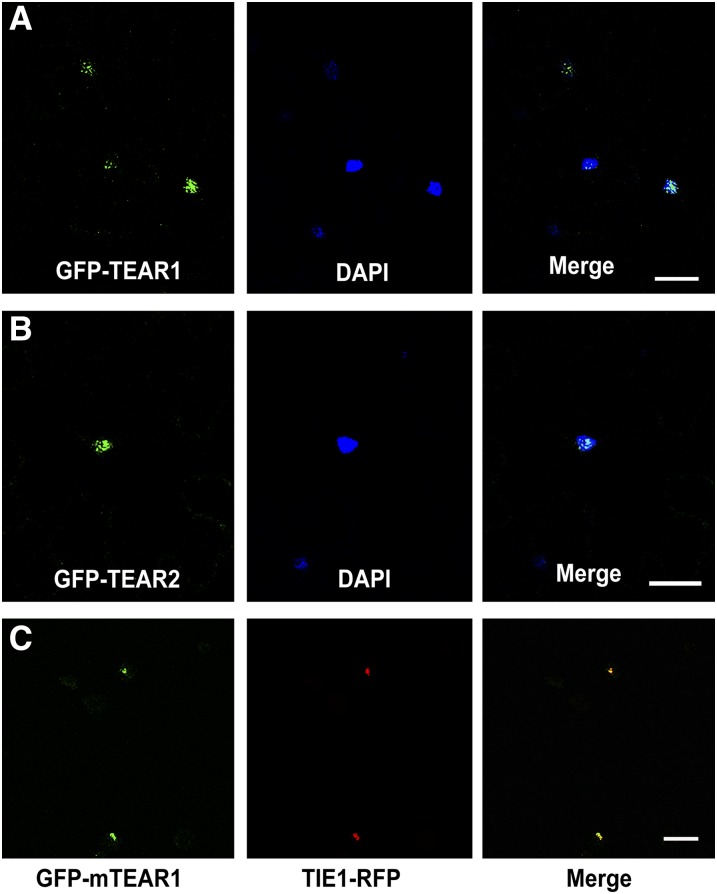 Figure 2.