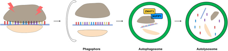 FIGURE 3