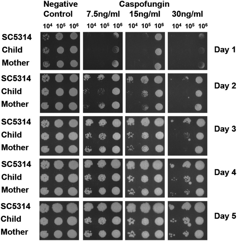 Fig 3