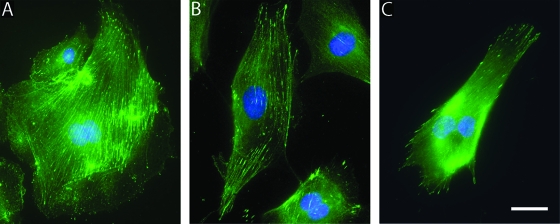 FIG. 6.